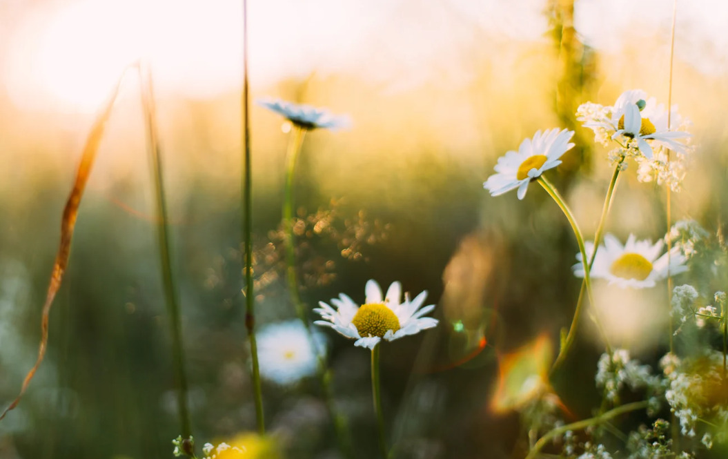 ewiger Frühling